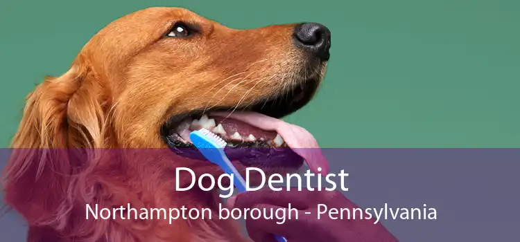 Dog Dentist Northampton borough - Pennsylvania