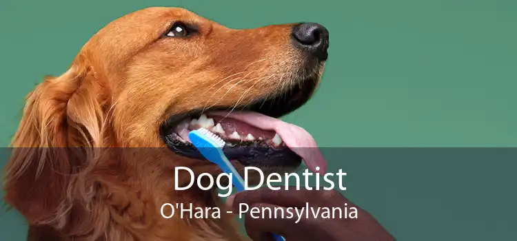 Dog Dentist O'Hara - Pennsylvania