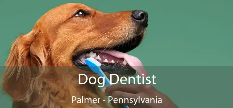 Dog Dentist Palmer - Pennsylvania