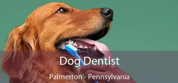 Dog Dentist Palmerton - Pennsylvania
