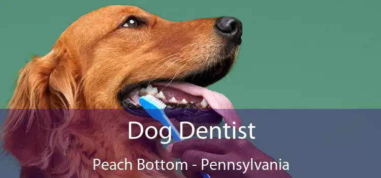 Dog Dentist Peach Bottom - Pennsylvania