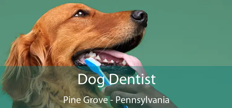 Dog Dentist Pine Grove - Pennsylvania