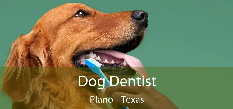 Dog Dentist Plano - Texas