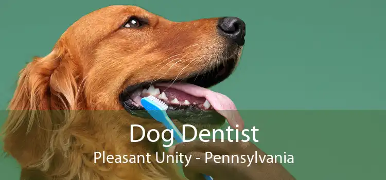 Dog Dentist Pleasant Unity - Pennsylvania