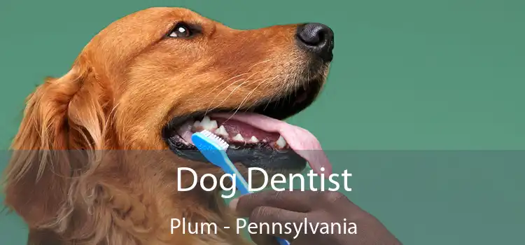 Dog Dentist Plum - Pennsylvania