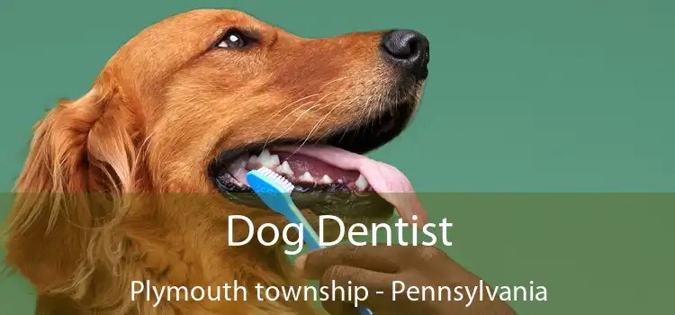 Dog Dentist Plymouth township - Pennsylvania