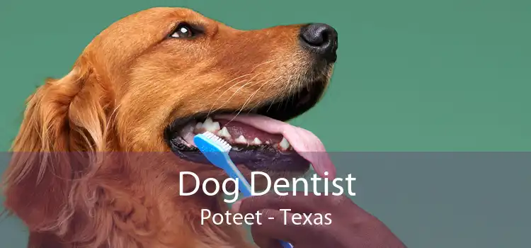 Dog Dentist Poteet - Texas