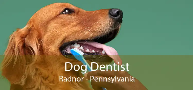 Dog Dentist Radnor - Pennsylvania