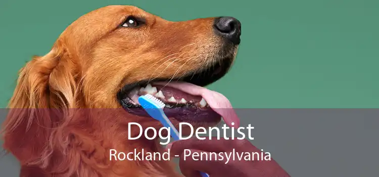 Dog Dentist Rockland - Pennsylvania