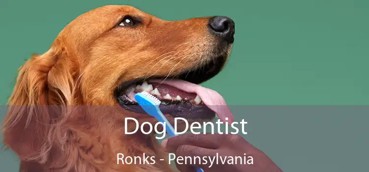 Dog Dentist Ronks - Pennsylvania