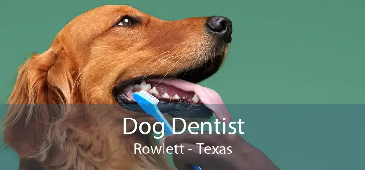 Dog Dentist Rowlett - Texas