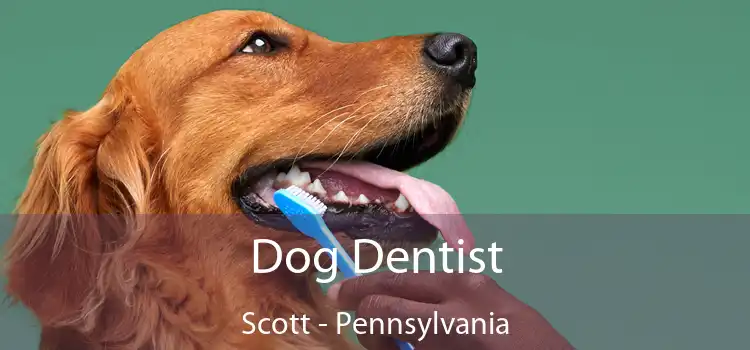 Dog Dentist Scott - Pennsylvania
