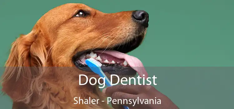Dog Dentist Shaler - Pennsylvania