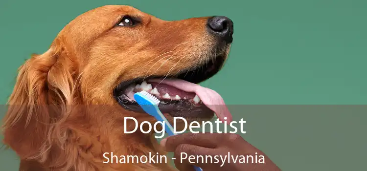 Dog Dentist Shamokin - Pennsylvania