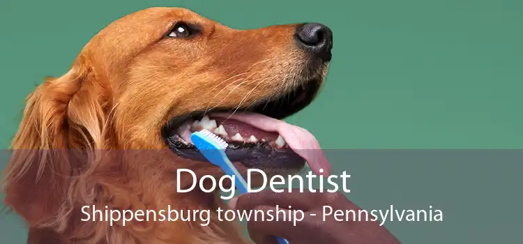 Dog Dentist Shippensburg township - Pennsylvania
