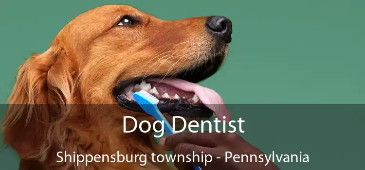 Dog Dentist Shippensburg township - Pennsylvania