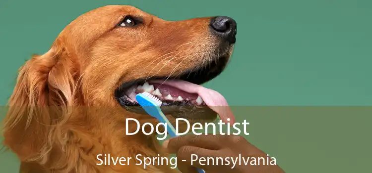 Dog Dentist Silver Spring - Pennsylvania