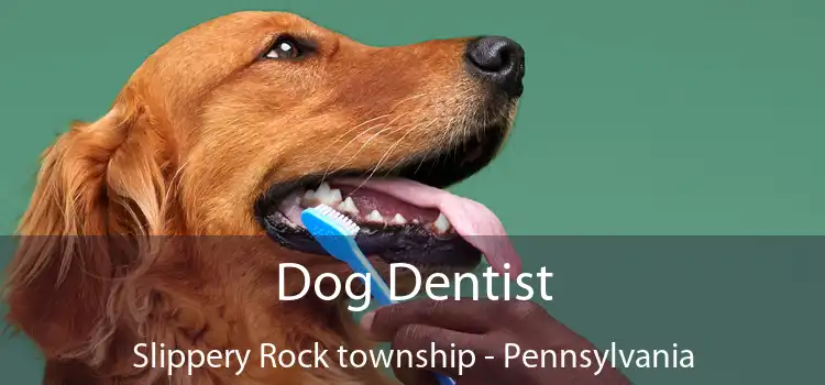 Dog Dentist Slippery Rock township - Pennsylvania