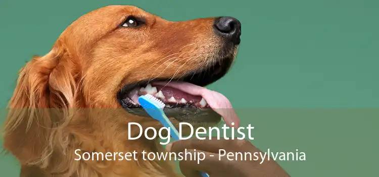 Dog Dentist Somerset township - Pennsylvania
