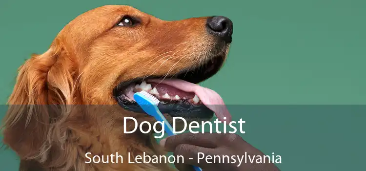 Dog Dentist South Lebanon - Pennsylvania