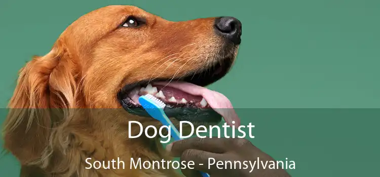 Dog Dentist South Montrose - Pennsylvania