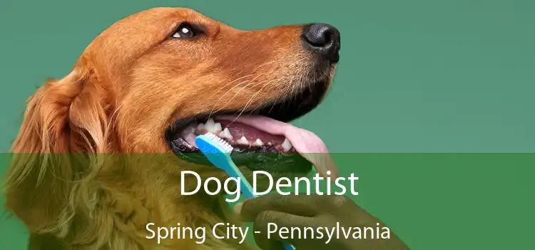 Dog Dentist Spring City - Pennsylvania