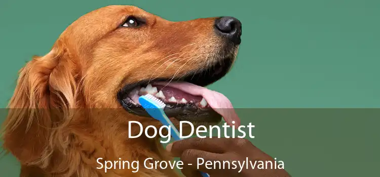 Dog Dentist Spring Grove - Pennsylvania