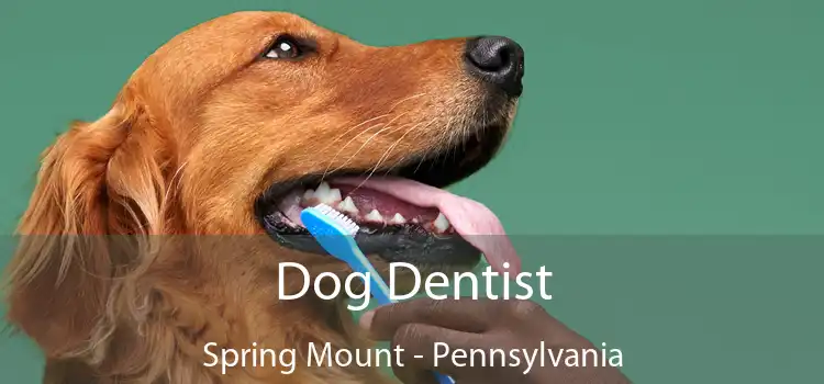 Dog Dentist Spring Mount - Pennsylvania