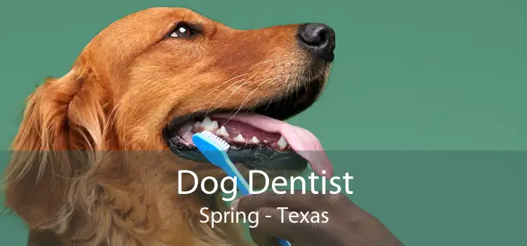 Dog Dentist Spring - Texas