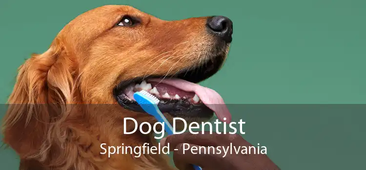 Dog Dentist Springfield - Pennsylvania