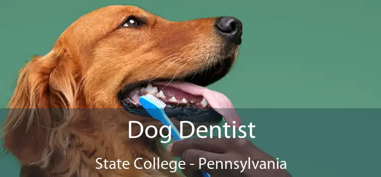 Dog Dentist State College - Pennsylvania