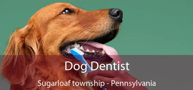 Dog Dentist Sugarloaf township - Pennsylvania