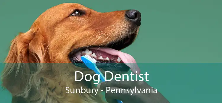 Dog Dentist Sunbury - Pennsylvania