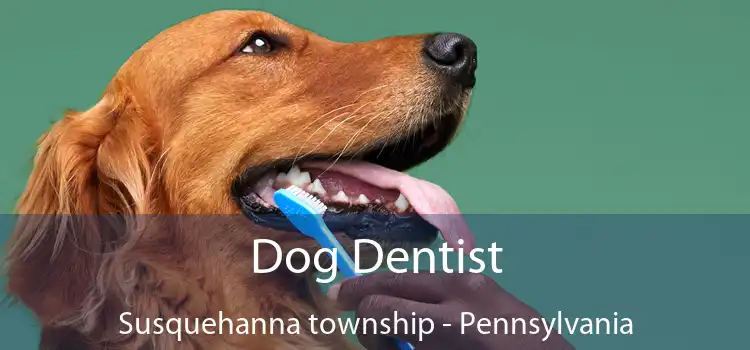 Dog Dentist Susquehanna township - Pennsylvania