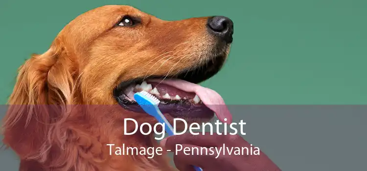 Dog Dentist Talmage - Pennsylvania