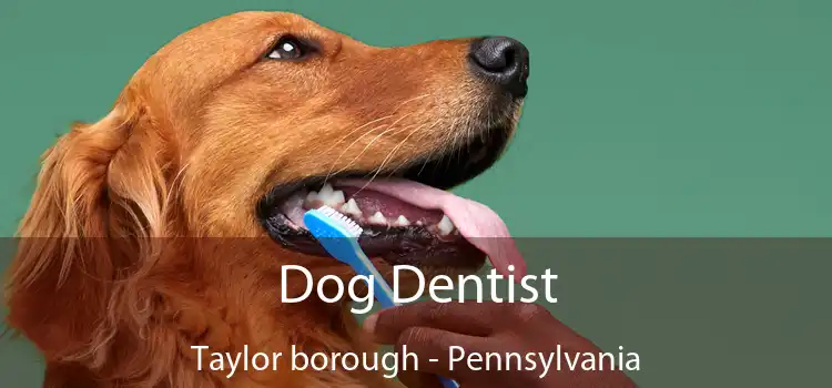 Dog Dentist Taylor borough - Pennsylvania