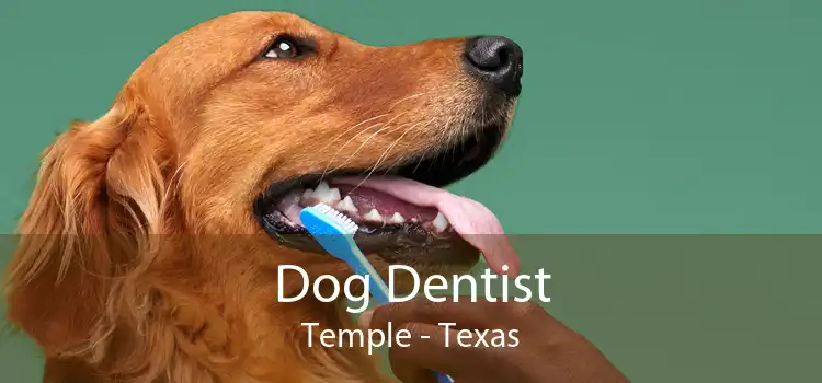 Dog Dentist Temple - Texas