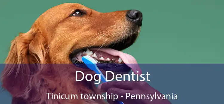 Dog Dentist Tinicum township - Pennsylvania