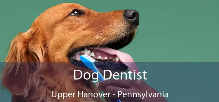 Dog Dentist Upper Hanover - Pennsylvania