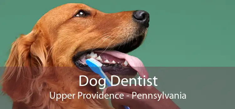 Dog Dentist Upper Providence - Pennsylvania