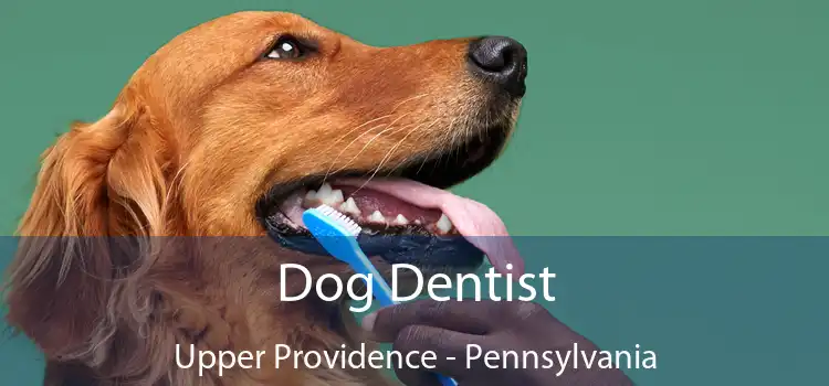 Dog Dentist Upper Providence - Pennsylvania