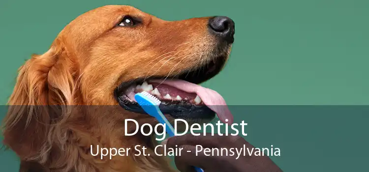 Dog Dentist Upper St. Clair - Pennsylvania