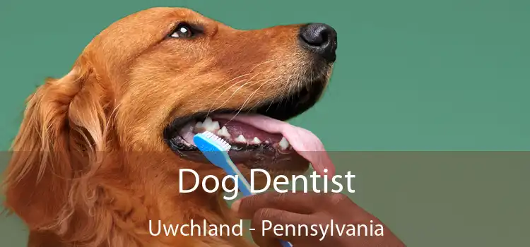 Dog Dentist Uwchland - Pennsylvania