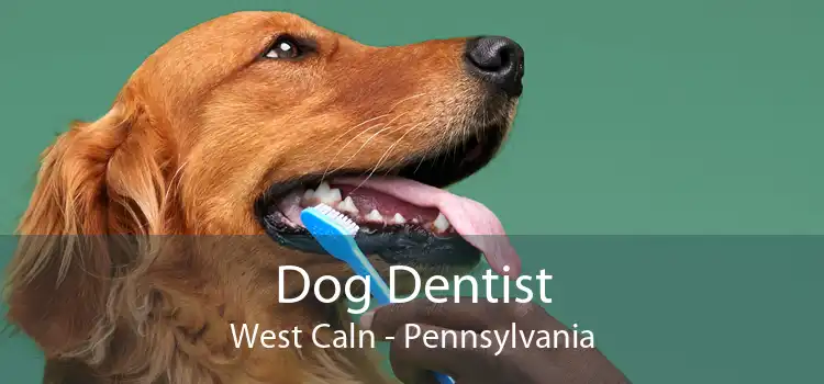 Dog Dentist West Caln - Pennsylvania