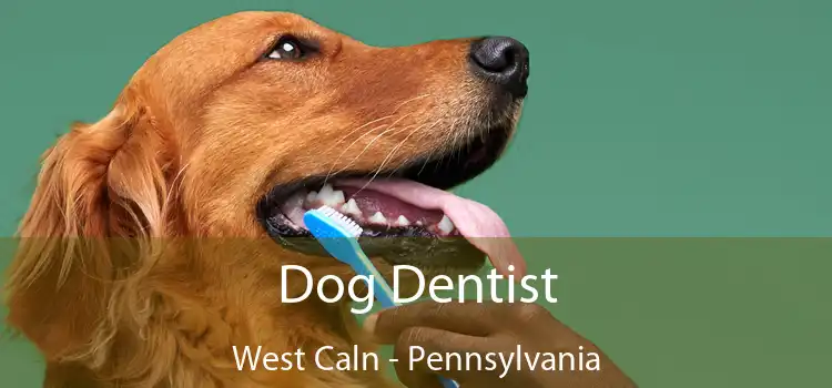 Dog Dentist West Caln - Pennsylvania