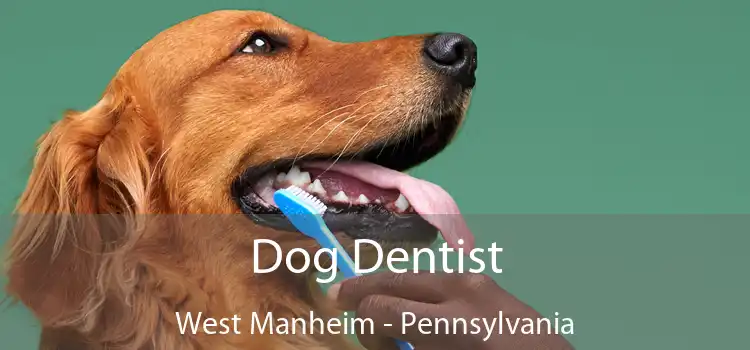 Dog Dentist West Manheim - Pennsylvania