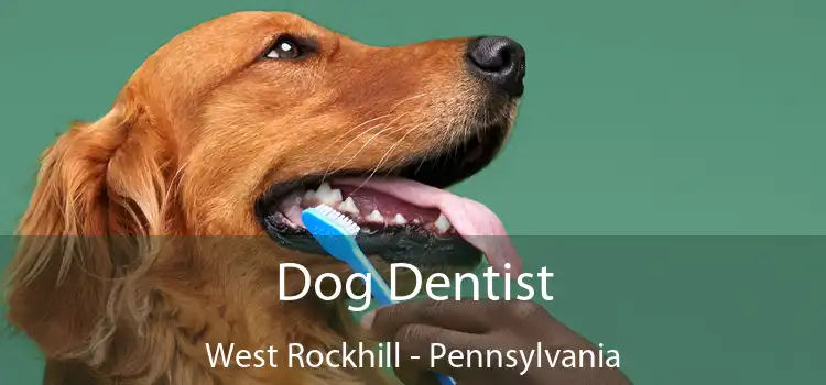 Dog Dentist West Rockhill - Pennsylvania