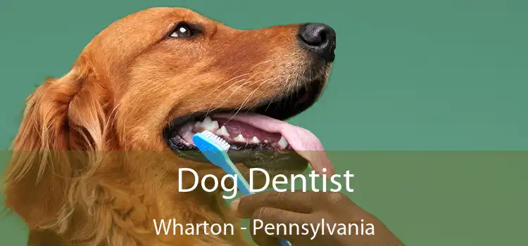 Dog Dentist Wharton - Pennsylvania