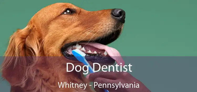 Dog Dentist Whitney - Pennsylvania