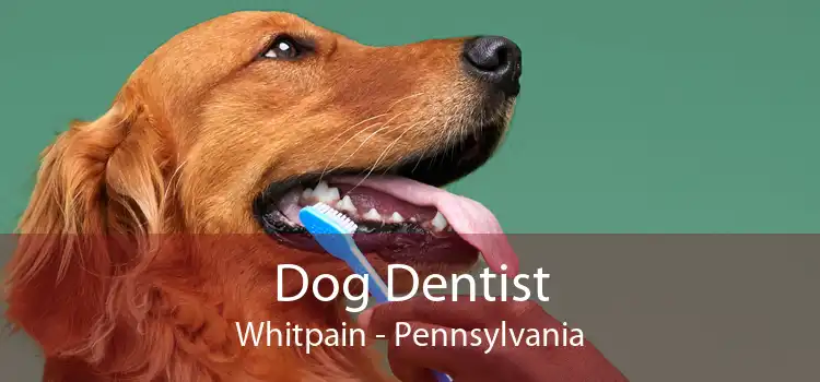 Dog Dentist Whitpain - Pennsylvania